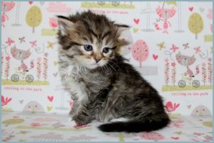 Male Siberian Kitten from Deedlebug Siberians